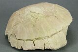 Oligocene Fossil Tortoise (Stylemys) - South Dakota #269871-3